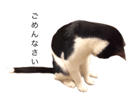33600468