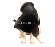 33600469
