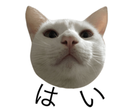 33617967