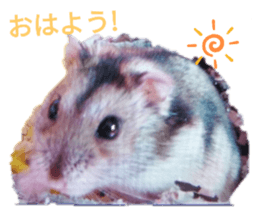 336674766