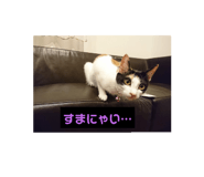 336781834