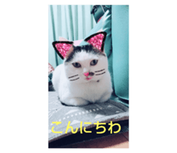 336803096