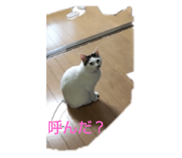 336803097