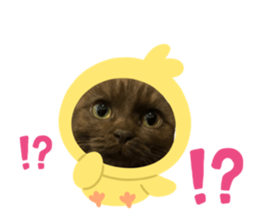 336835138