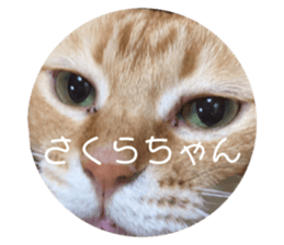 337103655
