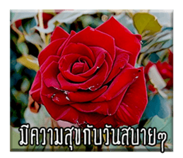 33846734