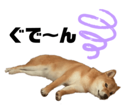 338530013