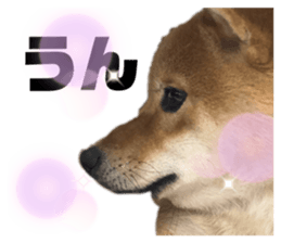 338530024