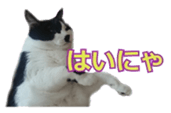 338891694