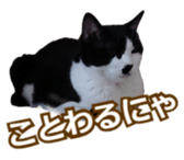 338891699