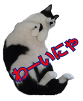 338891716
