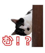 338891719