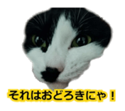 338891721