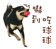 33893533