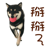 33893536