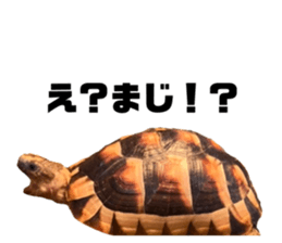 339076258