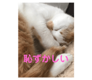 339076514