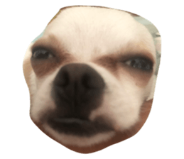 339231220