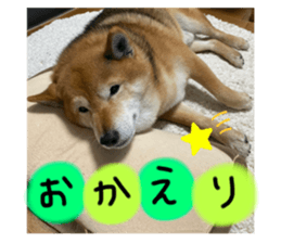 339306736
