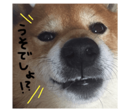 339306744