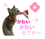 339311715