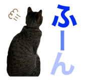 339311716