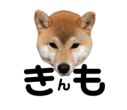339358411