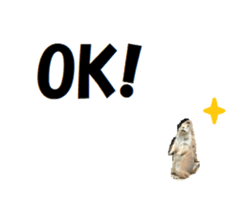 339694449