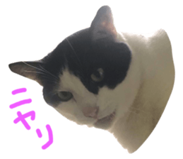 340136942
