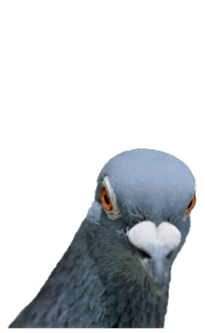 Pigeon Without Wording Big Yabe Line貼圖代購 台灣no 1 最便宜高效率的代購網