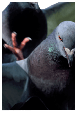 Pigeon Without Wording Big Yabe Line貼圖代購 台灣no 1 最便宜高效率的代購網