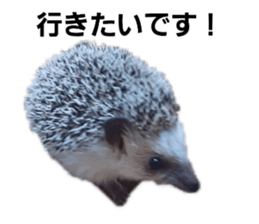 340334491