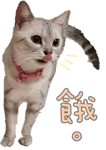 34210086