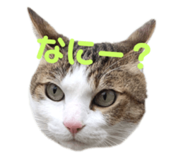 342121256