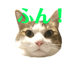 342121261