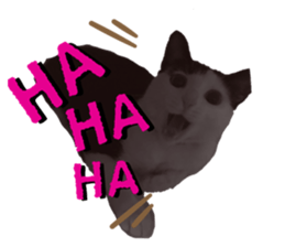 342838885