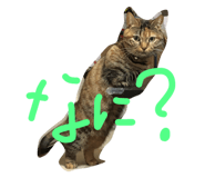 34289027