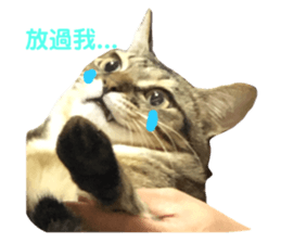 343243774