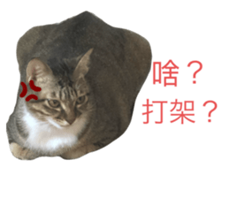 343243778