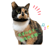 343425323