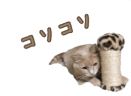 343441991