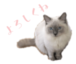 343442004