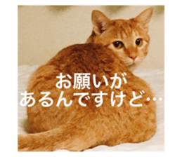 34364082