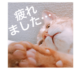 34364093
