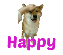 34433331
