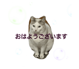 34462634