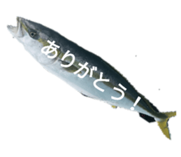 344972137