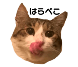 345429510