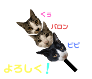 345557005