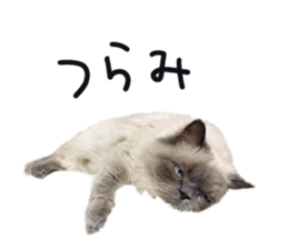 346381557